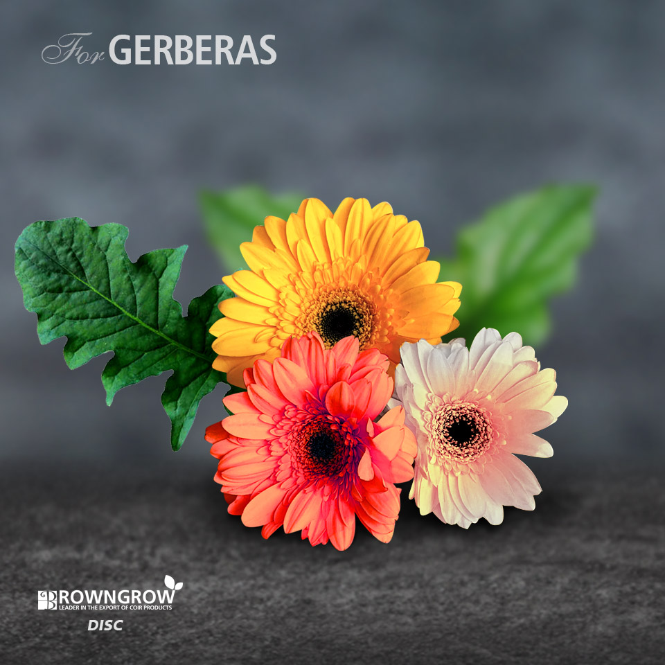 Gerberas